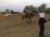 Norrköping horse show toukokuu 2007