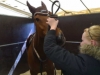 Norrköping horse show toukokuu 2007