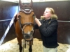 Norrköping horse show toukokuu 2007
