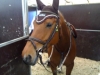Norrköping horse show toukokuu 2007